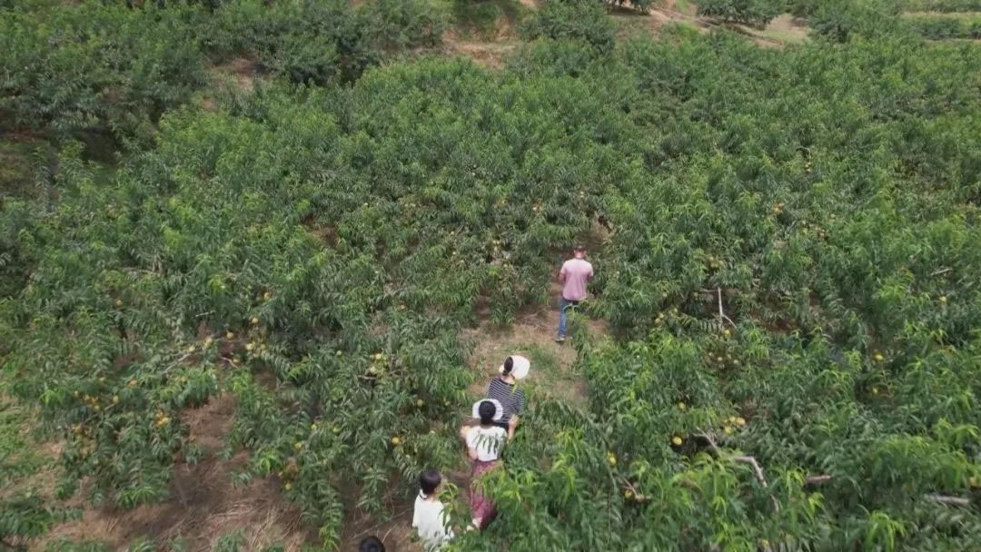 微信图片_20250613124737 拷贝.jpg