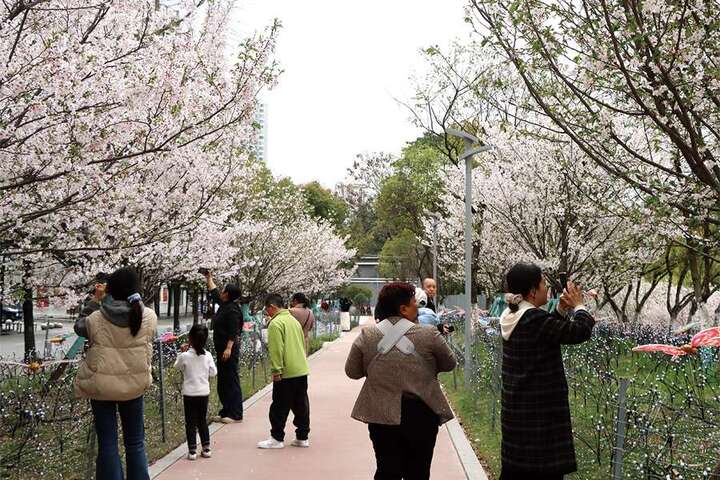 市民观赏、拍摄樱花.jpg